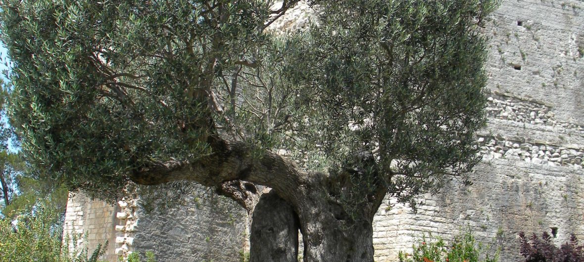 Soin des pieds frederique syoen